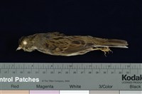 藏品(黑臉鵐)的圖片